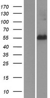 FAM134A Protein - Western validation with an anti-DDK antibody * L: Control HEK293 lysate R: Over-expression lysate