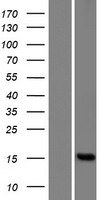 FAM136B Protein - Western validation with an anti-DDK antibody * L: Control HEK293 lysate R: Over-expression lysate