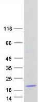 FAM136B Protein - Purified recombinant protein FAM136B was analyzed by SDS-PAGE gel and Coomassie Blue Staining