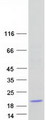 FAM136B Protein - Purified recombinant protein FAM136B was analyzed by SDS-PAGE gel and Coomassie Blue Staining