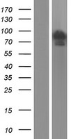 FAM13A1 / KIAA0914 Protein - Western validation with an anti-DDK antibody * L: Control HEK293 lysate R: Over-expression lysate