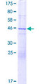 FAM13A1 / KIAA0914 Protein - 12.5% SDS-PAGE of human FAM13A1 stained with Coomassie Blue