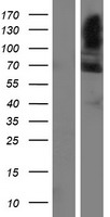 FAM13C1 / FAM13C Protein - Western validation with an anti-DDK antibody * L: Control HEK293 lysate R: Over-expression lysate