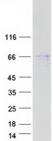 FAM13C1 / FAM13C Protein - Purified recombinant protein FAM13C was analyzed by SDS-PAGE gel and Coomassie Blue Staining