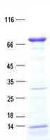 FAM149B1 Protein