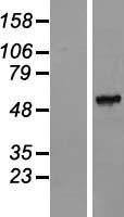 FAM151A Protein - Western validation with an anti-DDK antibody * L: Control HEK293 lysate R: Over-expression lysate