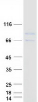 FAM151A Protein - Purified recombinant protein FAM151A was analyzed by SDS-PAGE gel and Coomassie Blue Staining