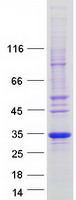 FAM156A / TMEM29 Protein - Purified recombinant protein FAM156A was analyzed by SDS-PAGE gel and Coomassie Blue Staining