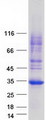 FAM156B Protein - Purified recombinant protein FAM156B was analyzed by SDS-PAGE gel and Coomassie Blue Staining
