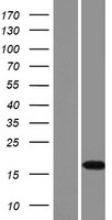 FAM159B Protein - Western validation with an anti-DDK antibody * L: Control HEK293 lysate R: Over-expression lysate