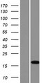 FAM159B Protein - Western validation with an anti-DDK antibody * L: Control HEK293 lysate R: Over-expression lysate