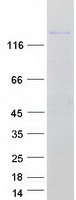 FAM160A1 Protein - Purified recombinant protein FAM160A1 was analyzed by SDS-PAGE gel and Coomassie Blue Staining