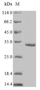 FAM167A Protein - (Tris-Glycine gel) Discontinuous SDS-PAGE (reduced) with 5% enrichment gel and 15% separation gel.