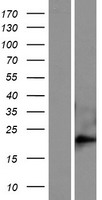 FAM169B Protein - Western validation with an anti-DDK antibody * L: Control HEK293 lysate R: Over-expression lysate