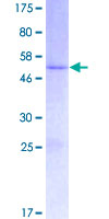 FAM169B Protein