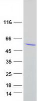 FAM172A Protein - Purified recombinant protein FAM172A was analyzed by SDS-PAGE gel and Coomassie Blue Staining