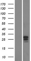 FAM174B Protein - Western validation with an anti-DDK antibody * L: Control HEK293 lysate R: Over-expression lysate