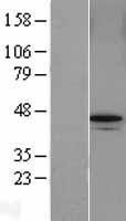 FAM175B / KIAA0157 Protein - Western validation with an anti-DDK antibody * L: Control HEK293 lysate R: Over-expression lysate
