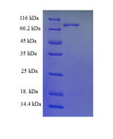 FAM175B / KIAA0157 Protein