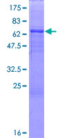 FAM175B / KIAA0157 Protein - 12.5% SDS-PAGE of human KIAA0157 stained with Coomassie Blue