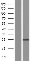 FAM177B Protein - Western validation with an anti-DDK antibody * L: Control HEK293 lysate R: Over-expression lysate