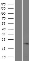 FAM180A Protein - Western validation with an anti-DDK antibody * L: Control HEK293 lysate R: Over-expression lysate