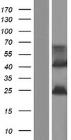 FAM180B Protein - Western validation with an anti-DDK antibody * L: Control HEK293 lysate R: Over-expression lysate