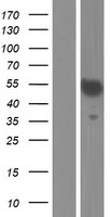 FAM181B Protein - Western validation with an anti-DDK antibody * L: Control HEK293 lysate R: Over-expression lysate