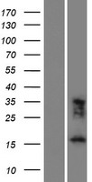 FAM183A Protein - Western validation with an anti-DDK antibody * L: Control HEK293 lysate R: Over-expression lysate