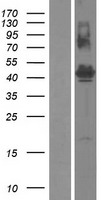 FAM187B Protein - Western validation with an anti-DDK antibody * L: Control HEK293 lysate R: Over-expression lysate