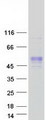 FAM187B Protein - Purified recombinant protein FAM187B was analyzed by SDS-PAGE gel and Coomassie Blue Staining