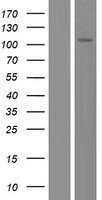 FAM188B Protein - Western validation with an anti-DDK antibody * L: Control HEK293 lysate R: Over-expression lysate
