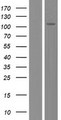 FAM188B Protein - Western validation with an anti-DDK antibody * L: Control HEK293 lysate R: Over-expression lysate