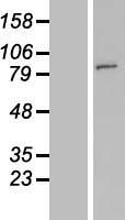 FAM190A Protein - Western validation with an anti-DDK antibody * L: Control HEK293 lysate R: Over-expression lysate