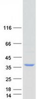 FAM192A / Nip30 Protein - Purified recombinant protein FAM192A was analyzed by SDS-PAGE gel and Coomassie Blue Staining