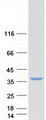 FAM192A / Nip30 Protein - Purified recombinant protein FAM192A was analyzed by SDS-PAGE gel and Coomassie Blue Staining
