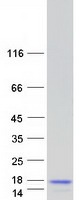 FAM195B Protein - Purified recombinant protein MCRIP1 was analyzed by SDS-PAGE gel and Coomassie Blue Staining