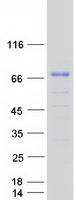 FAM196A Protein - Purified recombinant protein FAM196A was analyzed by SDS-PAGE gel and Coomassie Blue Staining