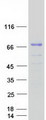 FAM196A Protein - Purified recombinant protein FAM196A was analyzed by SDS-PAGE gel and Coomassie Blue Staining