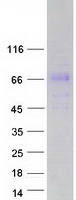 FAM198A Protein - Purified recombinant protein FAM198A was analyzed by SDS-PAGE gel and Coomassie Blue Staining