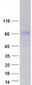 FAM198A Protein - Purified recombinant protein FAM198A was analyzed by SDS-PAGE gel and Coomassie Blue Staining