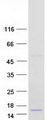 FAM19A1 Protein - Purified recombinant protein FAM19A1 was analyzed by SDS-PAGE gel and Coomassie Blue Staining