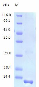 FAM19A2 / TAFA2 Protein