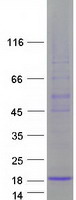 FAM19A3 Protein - Purified recombinant protein FAM19A3 was analyzed by SDS-PAGE gel and Coomassie Blue Staining