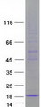 FAM19A3 Protein - Purified recombinant protein FAM19A3 was analyzed by SDS-PAGE gel and Coomassie Blue Staining