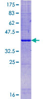 FAM19A4 Protein - 12.5% SDS-PAGE of human FAM19A4 stained with Coomassie Blue