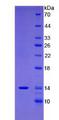 FAM19A4 Protein - Recombinant Family With Sequence Similarity 19, Member A4 By SDS-PAGE