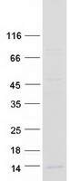 FAM19A4 Protein - Purified recombinant protein FAM19A4 was analyzed by SDS-PAGE gel and Coomassie Blue Staining