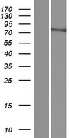 FAM200B Protein - Western validation with an anti-DDK antibody * L: Control HEK293 lysate R: Over-expression lysate
