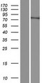 FAM200B Protein - Western validation with an anti-DDK antibody * L: Control HEK293 lysate R: Over-expression lysate